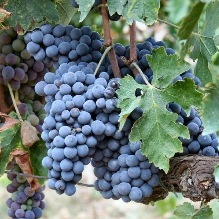 sangiovese-prova