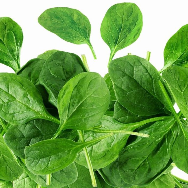 garden fresh green spinach leaves isolated closeup on white background